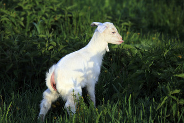 Fototapeta premium goatling on a meadow