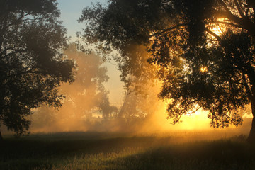 Fototapeta na wymiar delightful dawn in oak