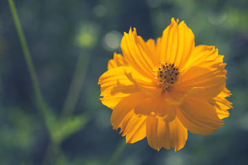 Yellow flowers, natural summer background, blurred image, selective focus
