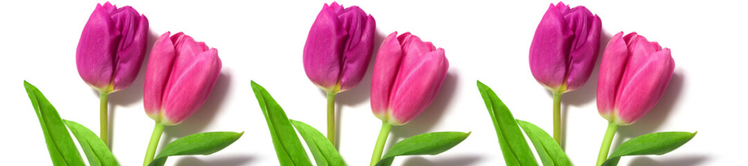 Fototapeta premium fresh pink tulips