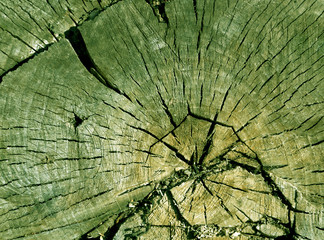 Old green toned tree cut surface.