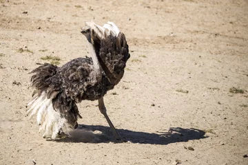 Excited ostrich in a national park.
