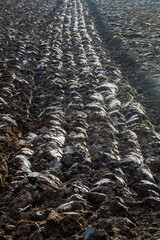 fields agriculture uk