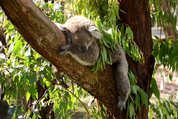 Koala Bär schläft