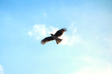 White tailed sea eagle at Enoshima Island, Kamakura, Japan