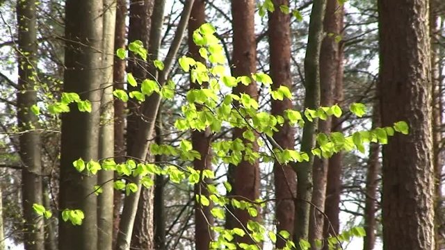 Starker Wind bewegt sogar die gro&szlig;en B&auml;ume im Wald (Kamerzoomfahrt)