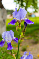 Bearded Iris