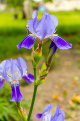 Bearded Iris
