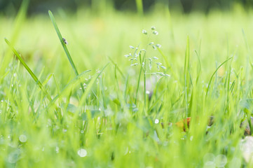 beautiful green grass in autumn park