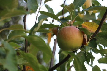 Beautiful wild apple on a tree