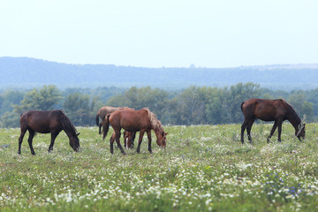 Fototapeta na wymiar horse on pasture