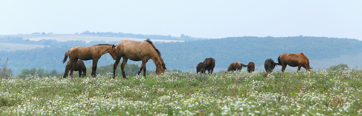 horse on pasture
