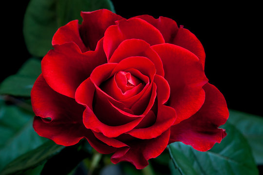 Floral wallpaper, beautiful red rose
