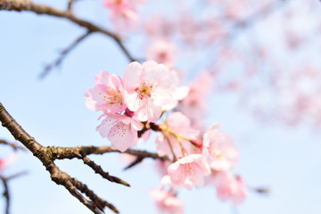 Obraz premium Cherry blossom