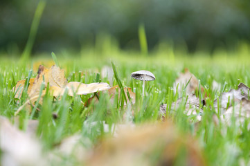 green grass with fallen leaves in autumn park