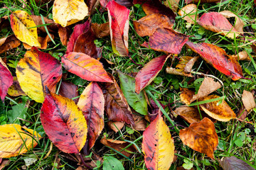 雨に濡れた落葉