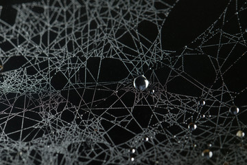 Water Dews on web Spider in the Rainforest. 