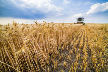 Combine harvester in action on wheat field
