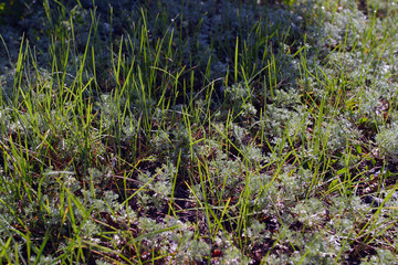 dew on grass