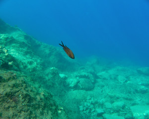 Fototapeta na wymiar black nanny fish and blue-green sea, underwater scene