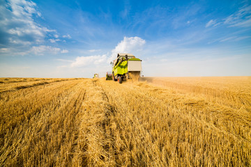 Naklejka premium Combine harvester in action on wheat field