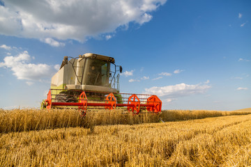 Obraz premium Combine harvester in action on wheat field