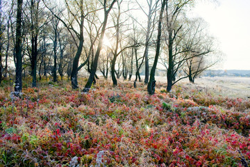 grove in autumn