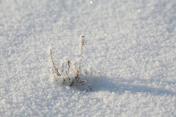 Fototapeta premium frost on a dry grass