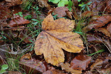 Maple leaves