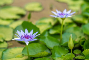 Purple Lotus Flowers at Patong Beach, Thailand