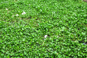 Garbage and Eichhornia crassipes in river, Water pollution concept