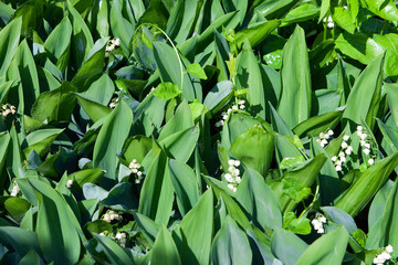 lilies in the garden
