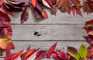 Naklejka na ściany i meble Autumn red rowan leaves on rustic wood background