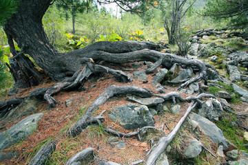 Travel to Eastern Sayan mountains