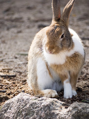 うさぎ