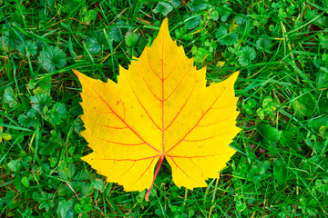 Yellow fall leaf with red veins lying on fresh green grass