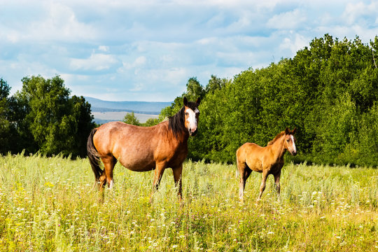 Pasturing Colt And Horse In The Countryside.