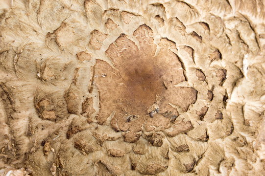 Close up detail of a parasol mushroom