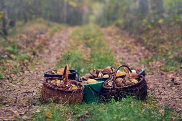 Mashrooms in the wicker baskets