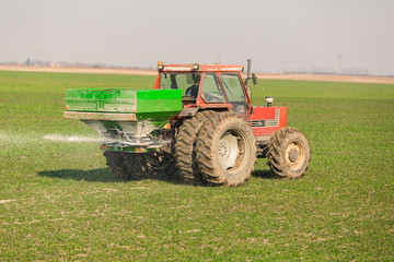 Farmer in tractor fertilizing wheat field at spring with npk