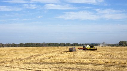 grain harvest