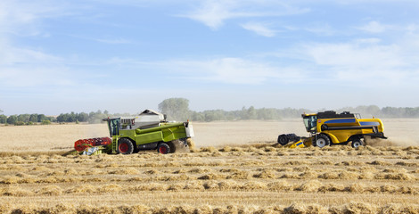 Obraz premium grain harvest