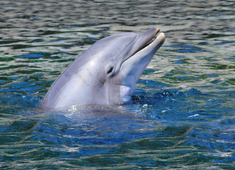 The Bottlenose Dolphin jumping in bluelagoon. Funny and friendly animal. Greeting from tropical paradise.