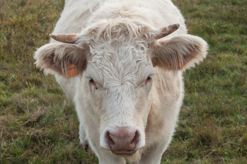 vache blanche dans une prairie