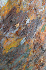 macro tree bark
