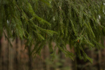 Thick spruce branches, close-up,