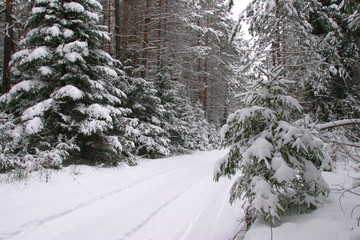 Winter road in the forest