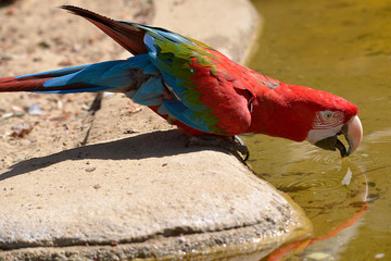 Green-winged macaw (Ara chloroptera) drinking in the pond © Christian Musat