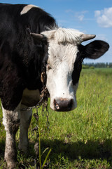 Black and White Dairy Cow
