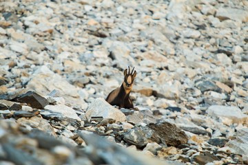 Isard dans les Pyrénées
